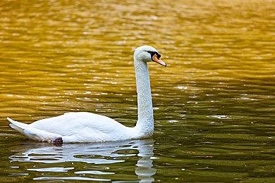 《真三国无双8：帝国》新情报 攻城战和政略系统介绍